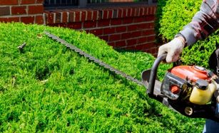 Hedge trimming service in Houston