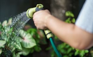 Lawn seeding and watering in Houston