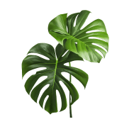 Seasonal Cleanup Services in Houston